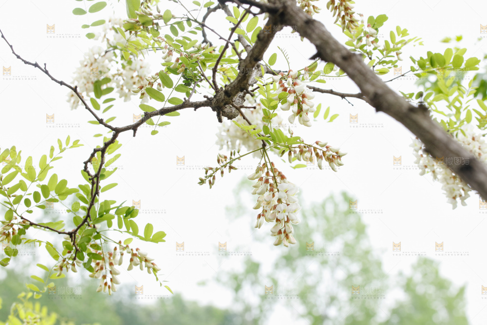 槐花