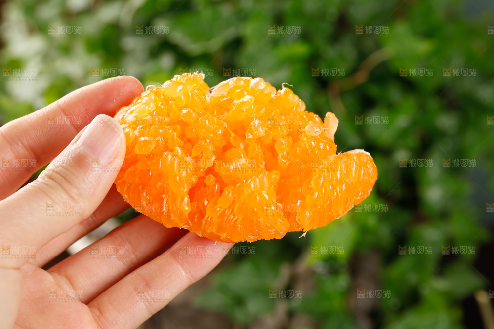 春见耙耙柑