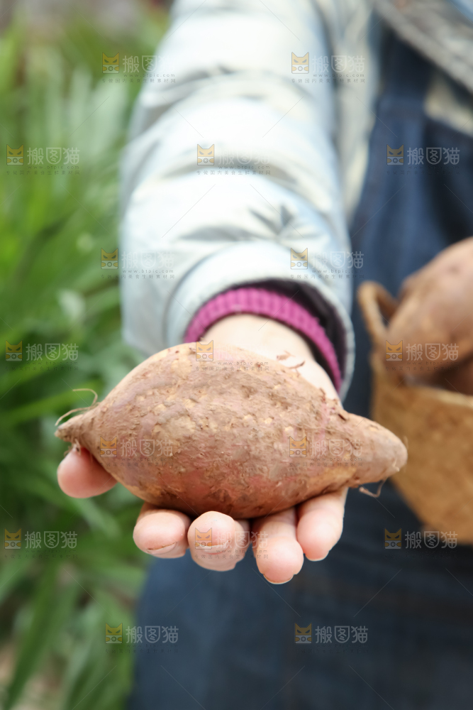 白心红薯