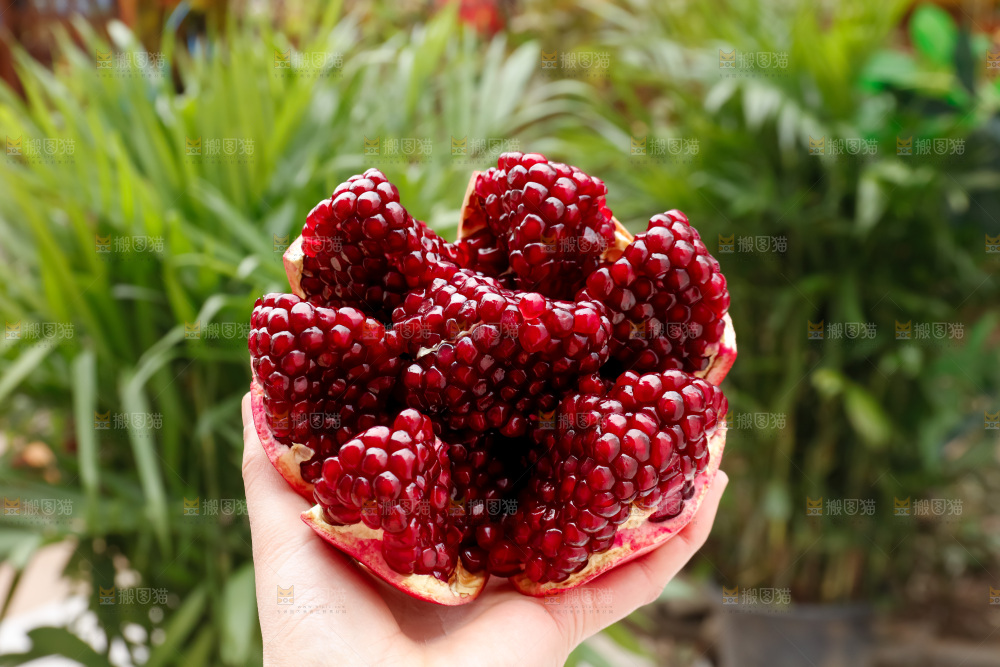 软籽石榴