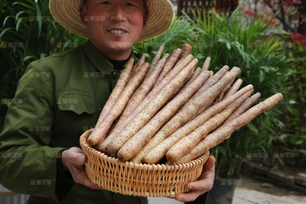 铁棍山药