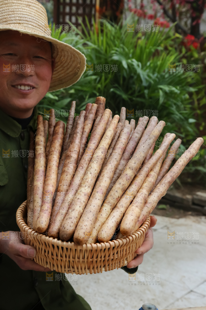 铁棍山药