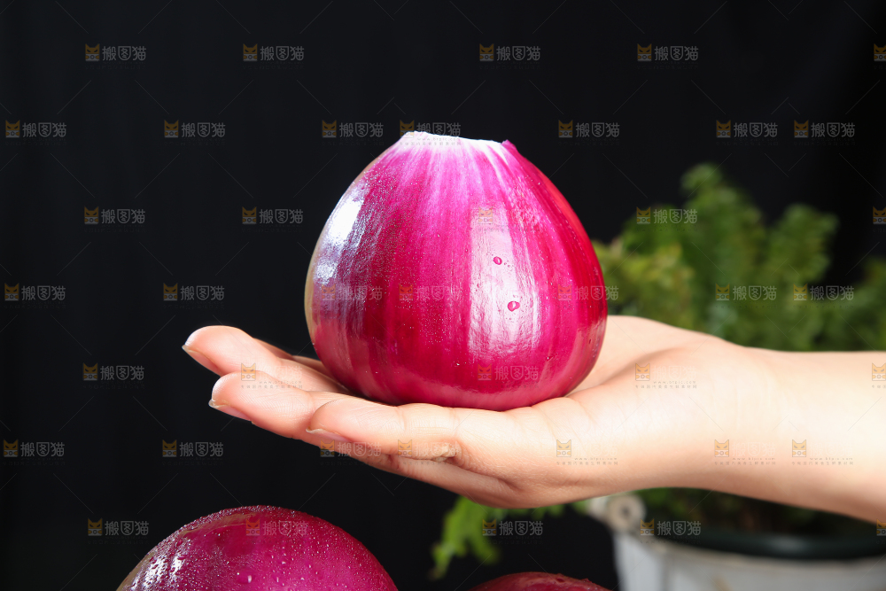 洋葱
