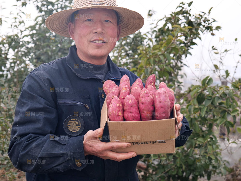 小香薯