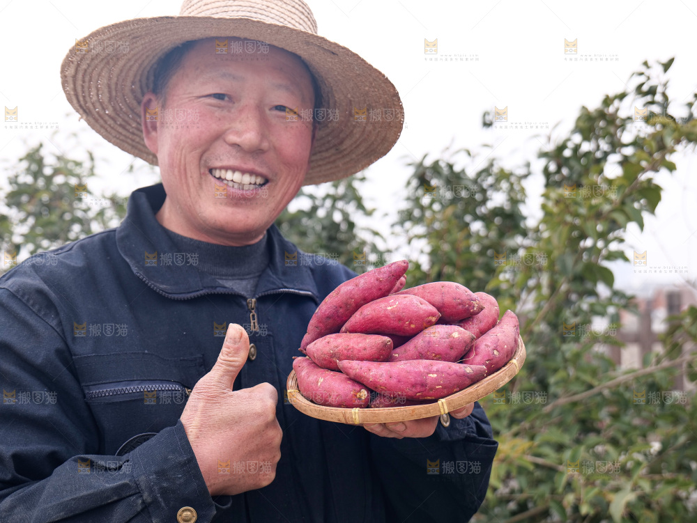 小香薯