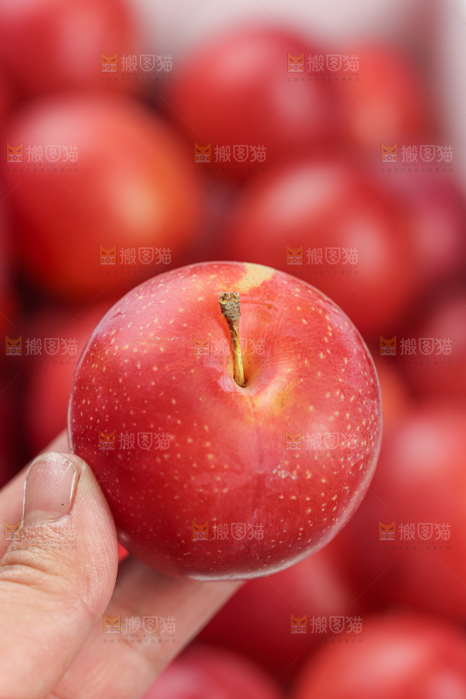 樱桃李
