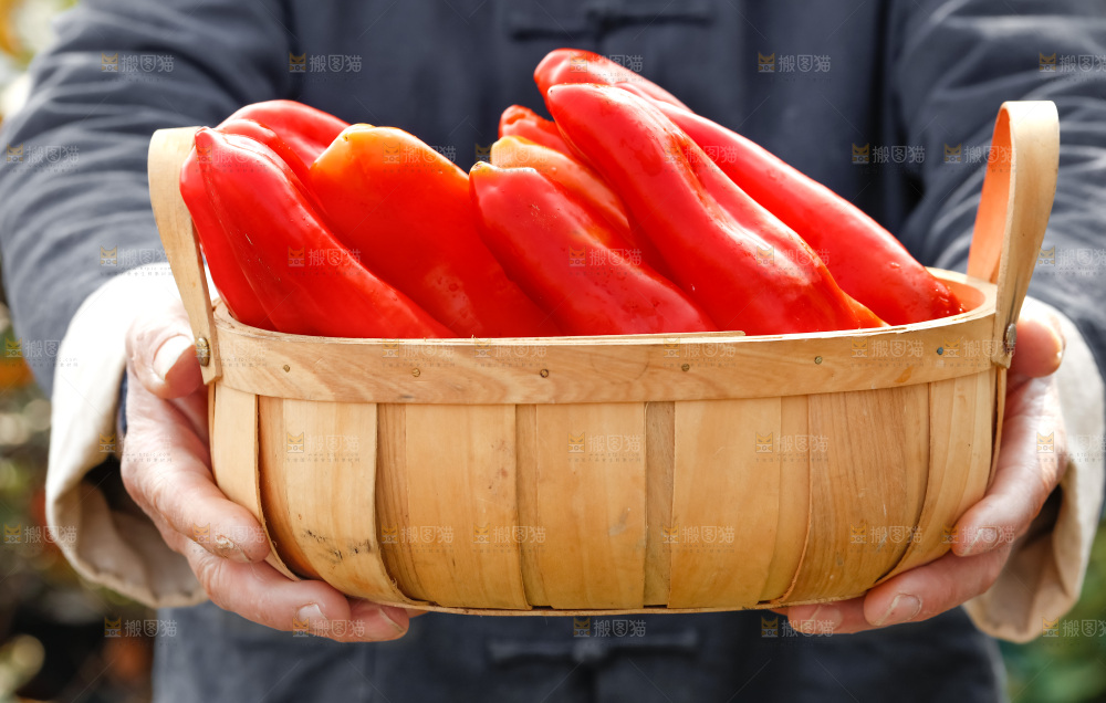 红菜椒