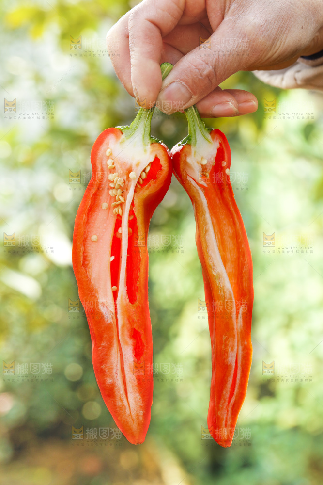 红菜椒