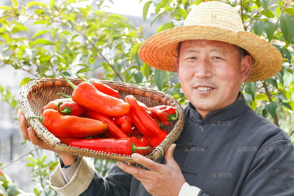 红菜椒