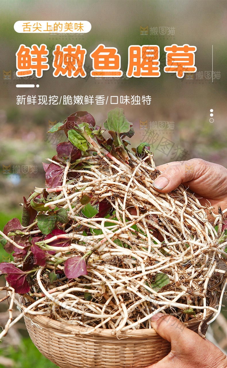 折耳根详情页
