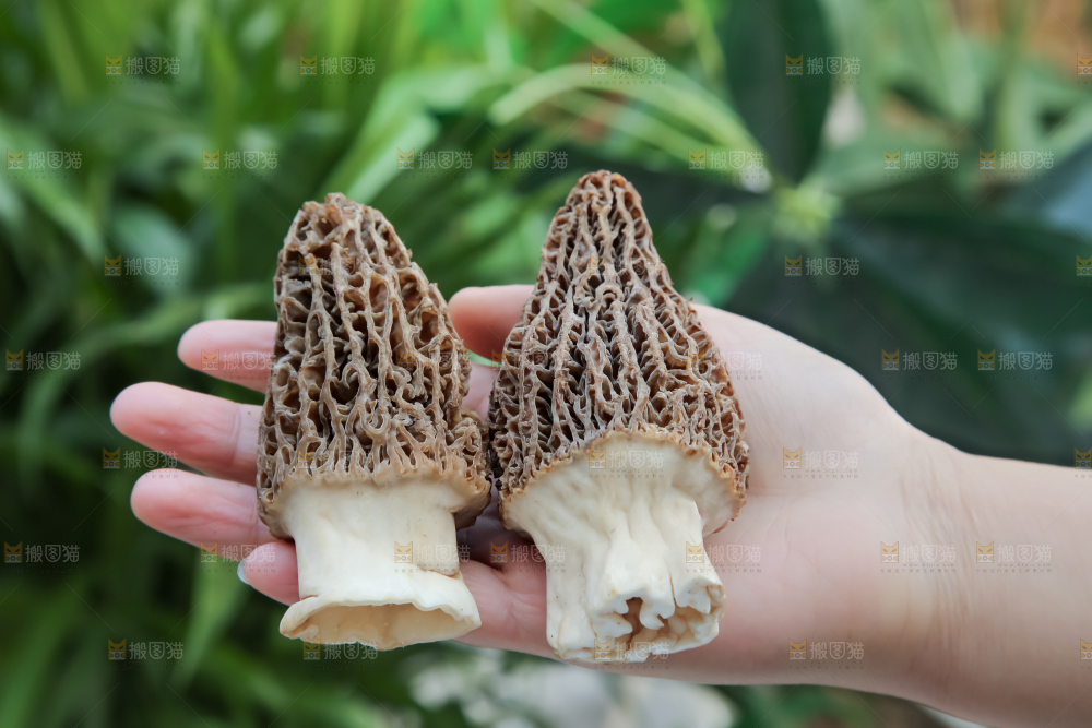 羊肚菌