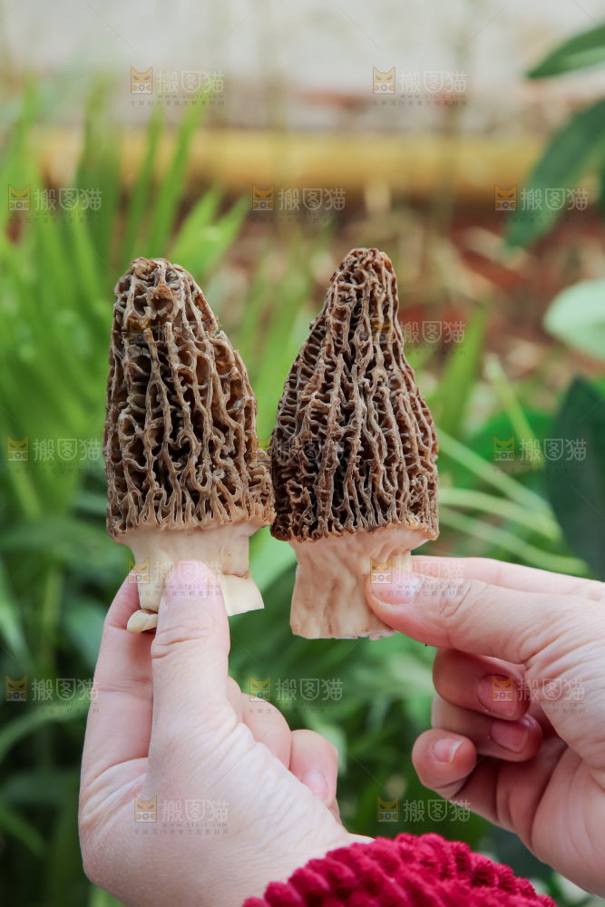 羊肚菌