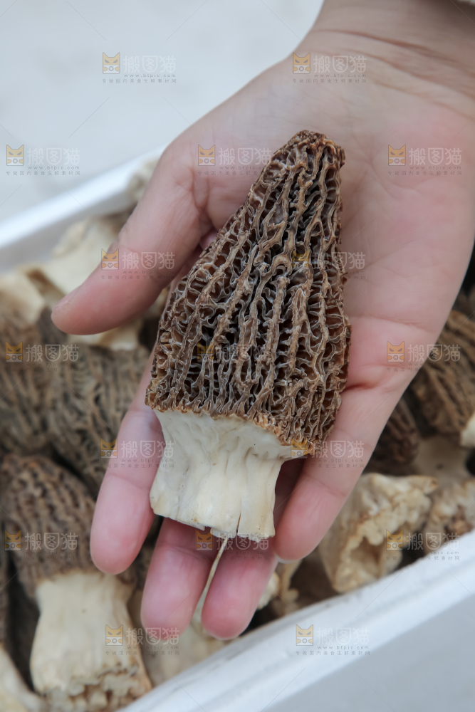 羊肚菌