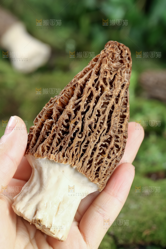 羊肚菌