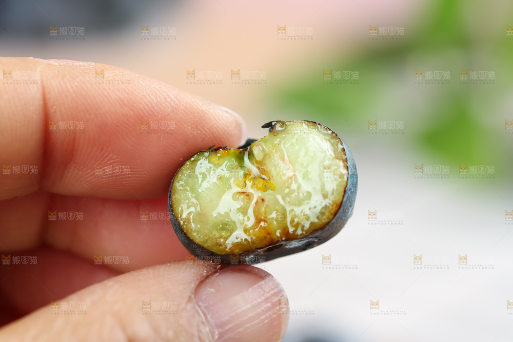 蓝莓