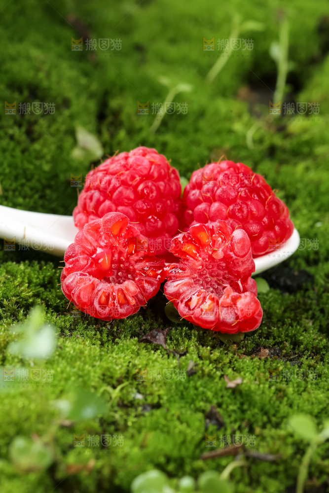 红树莓