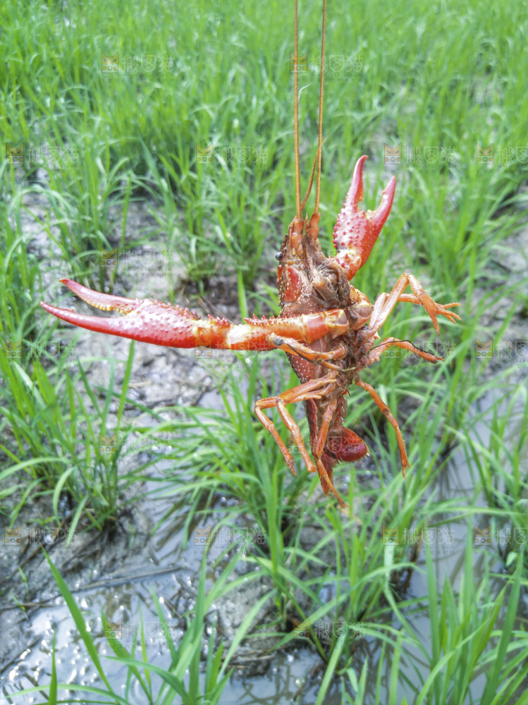小龙虾