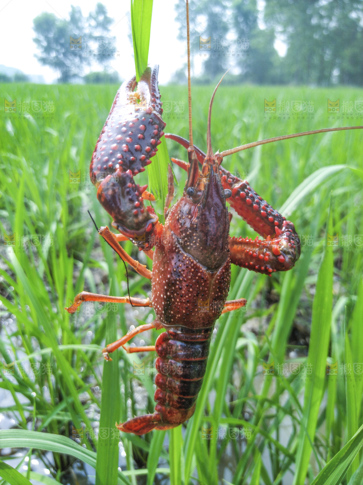 小龙虾