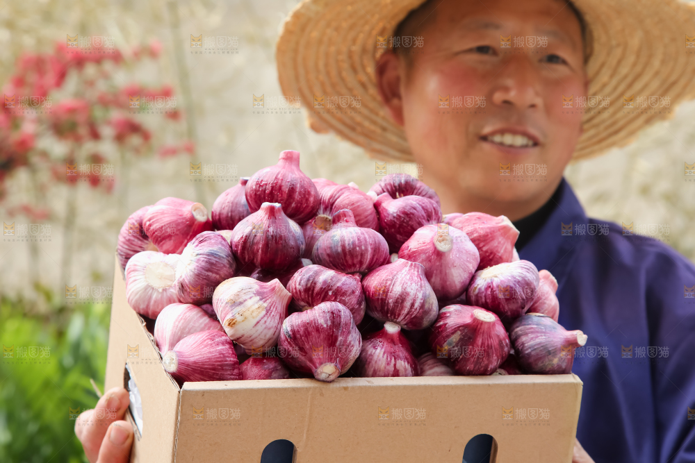 紫皮大蒜