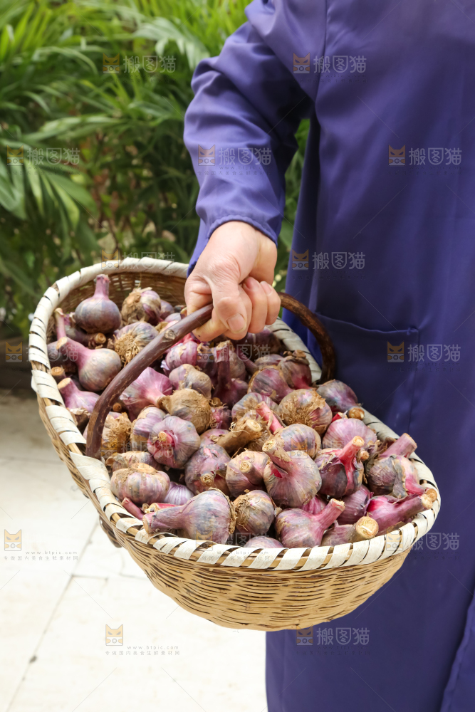 紫皮大蒜