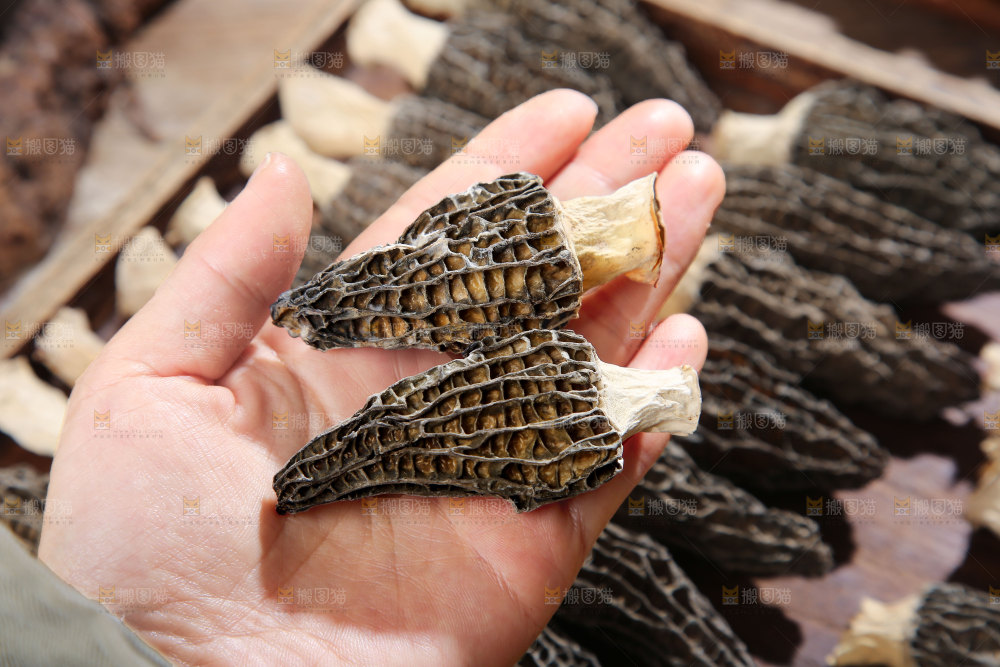 羊肚菌