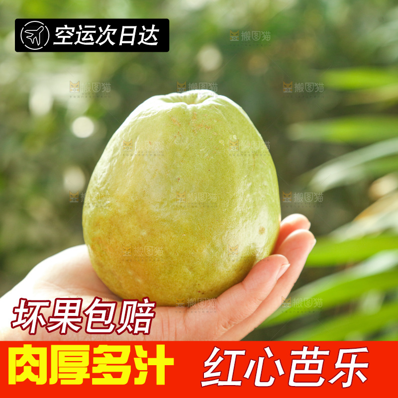 手里拿着红心芭乐