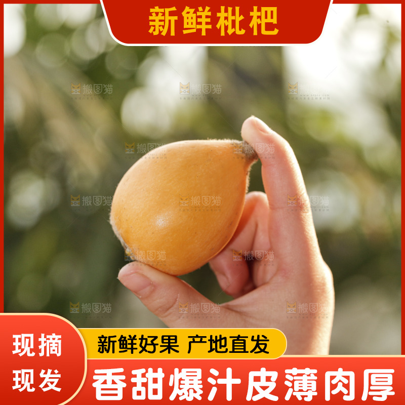 米易枇杷