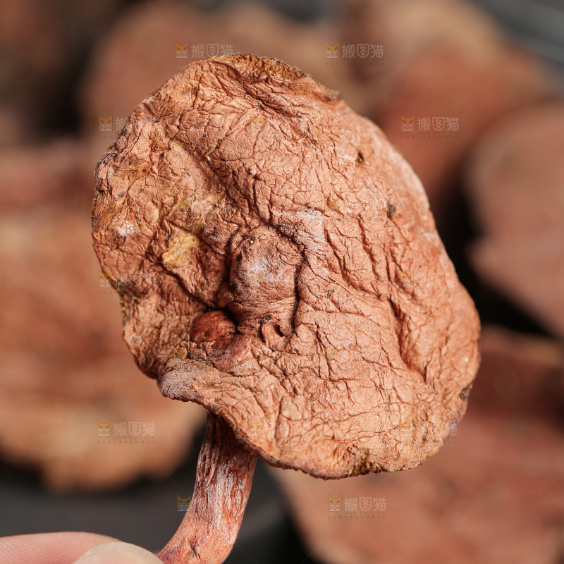 牛肝菌