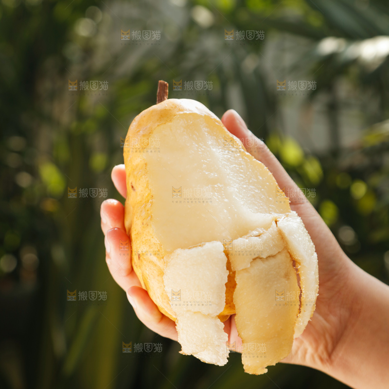 手里拿的丑梨