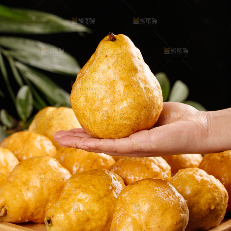 深底上的丑梨
