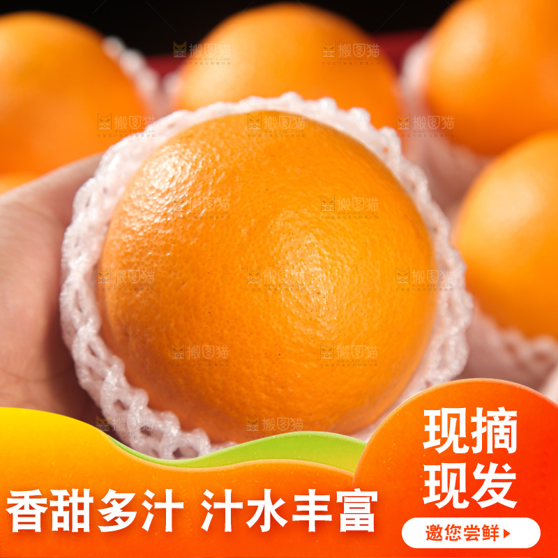 血橙
