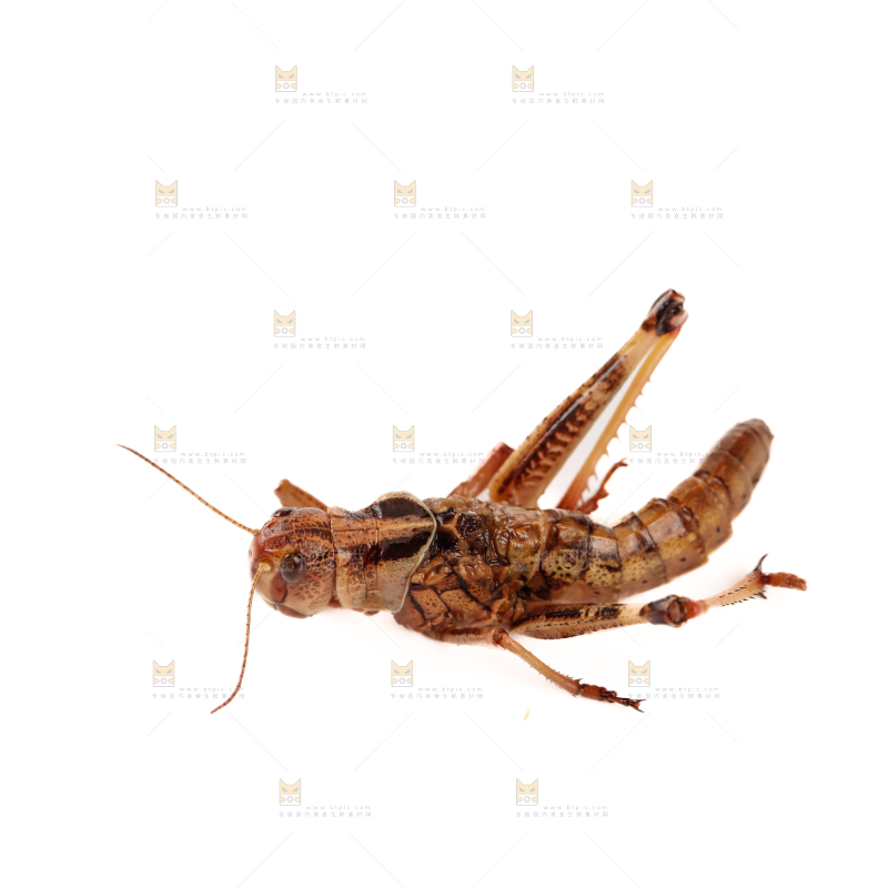 蚂蚱