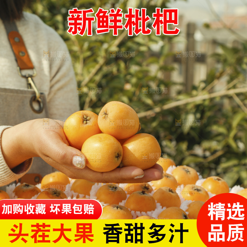 枇杷