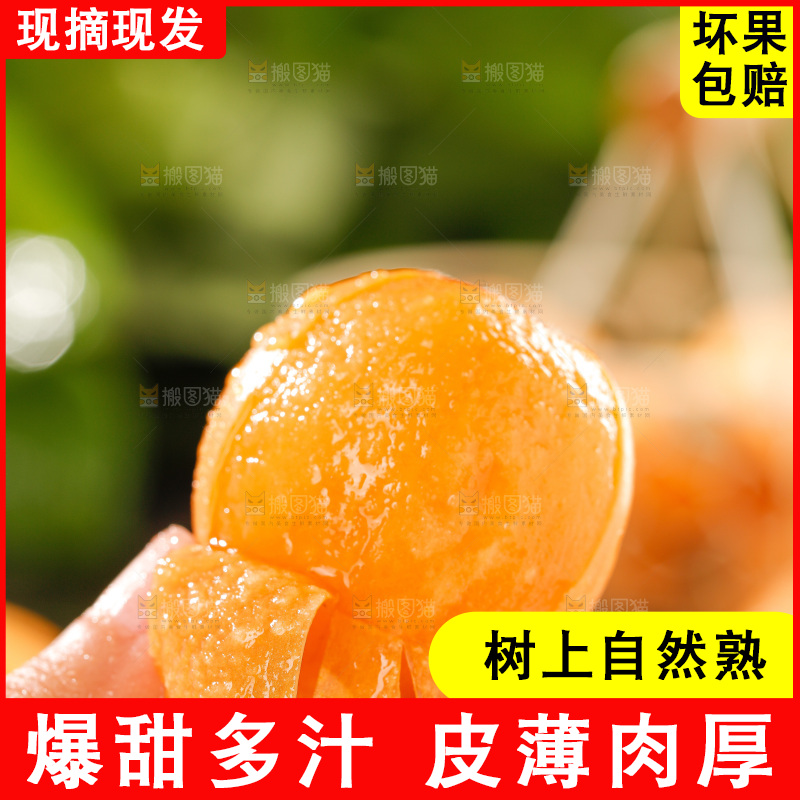 枇杷