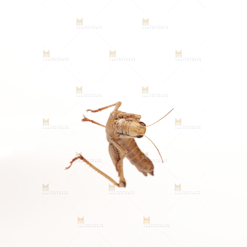 蚂蚱