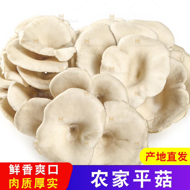 平菇
