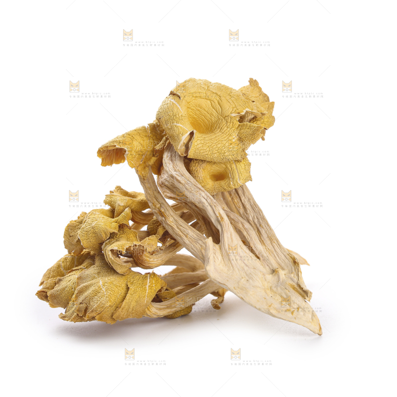 黄金菇