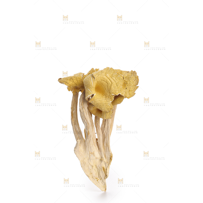 黄金菇