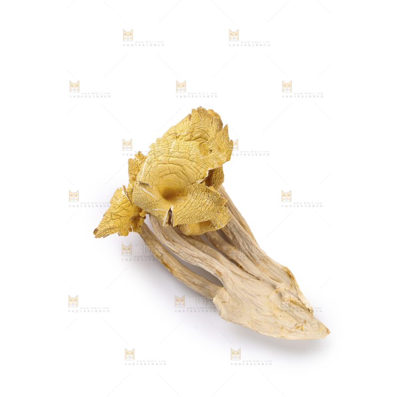 黄金菇