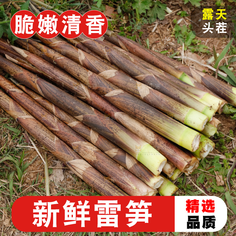 地上的新鲜春笋