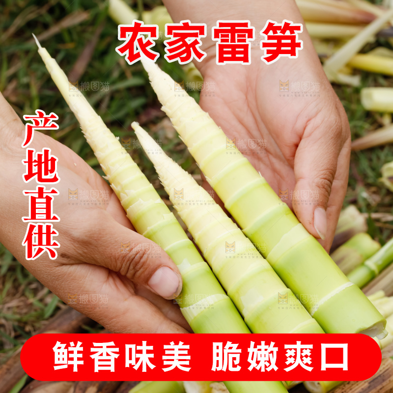 地上的新鲜春笋