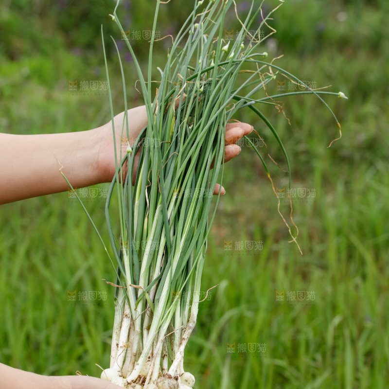 野葱