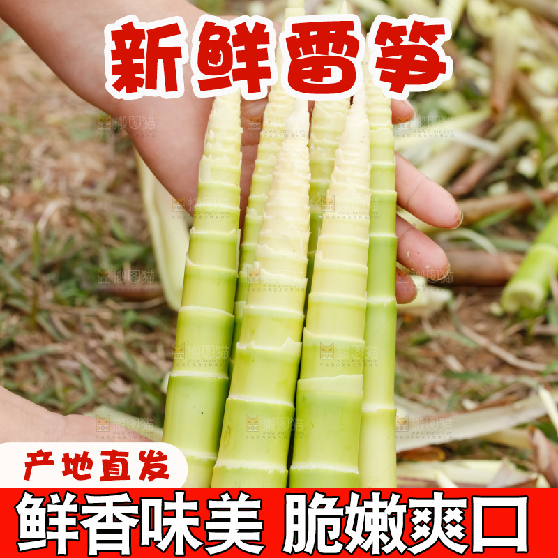 地上的新鲜春笋