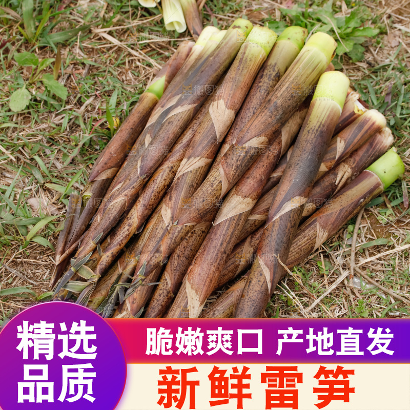 地上的新鲜春笋
