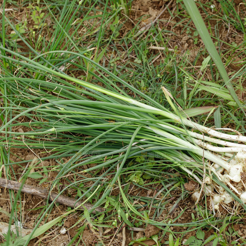 野葱