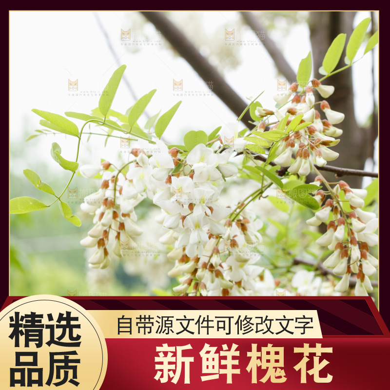 槐花