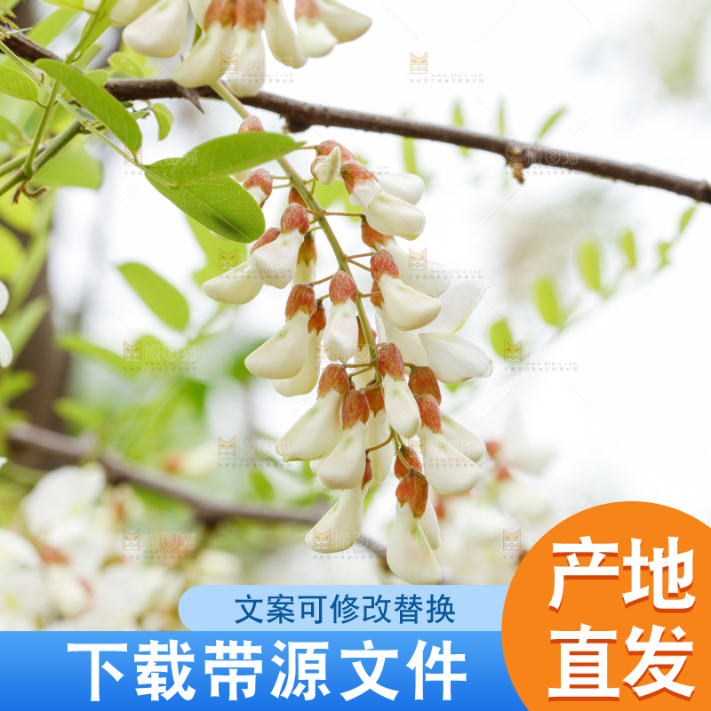 槐花