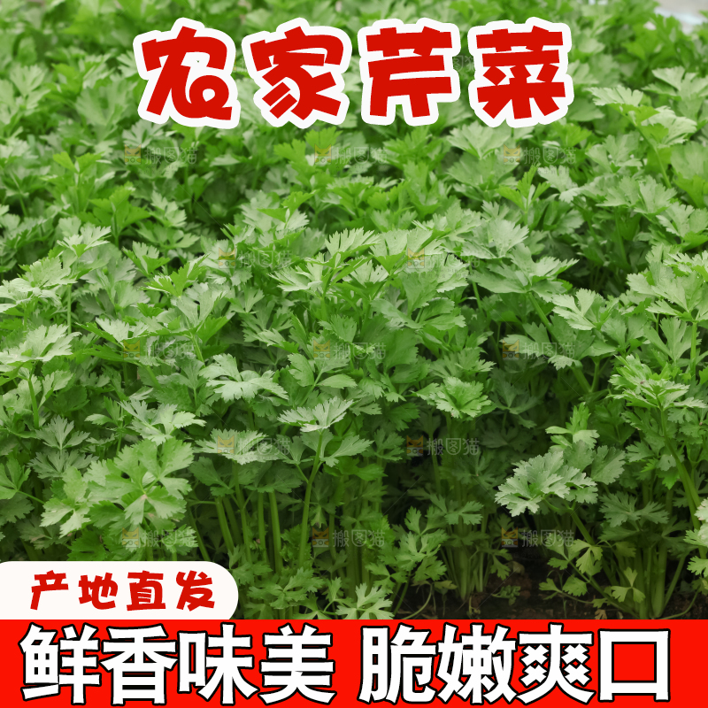 芹菜