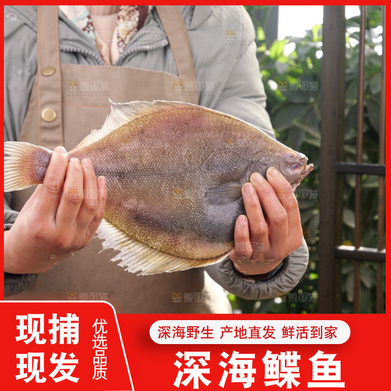 鲽鱼