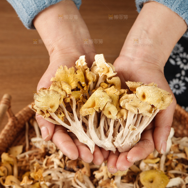 黄金菇